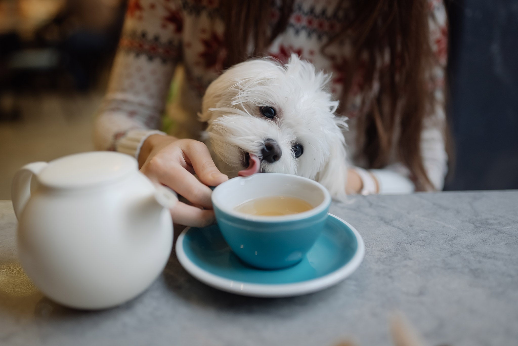 Can Dogs Drink Tea?
