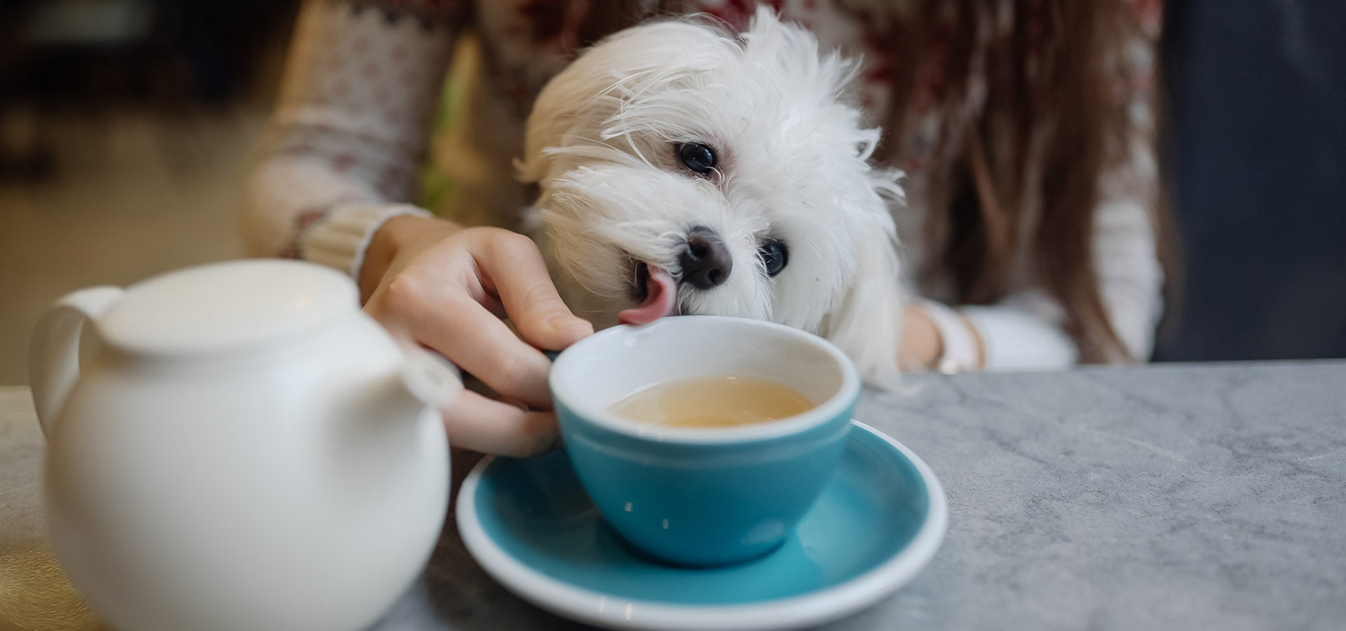 can dogs drink tea safely
