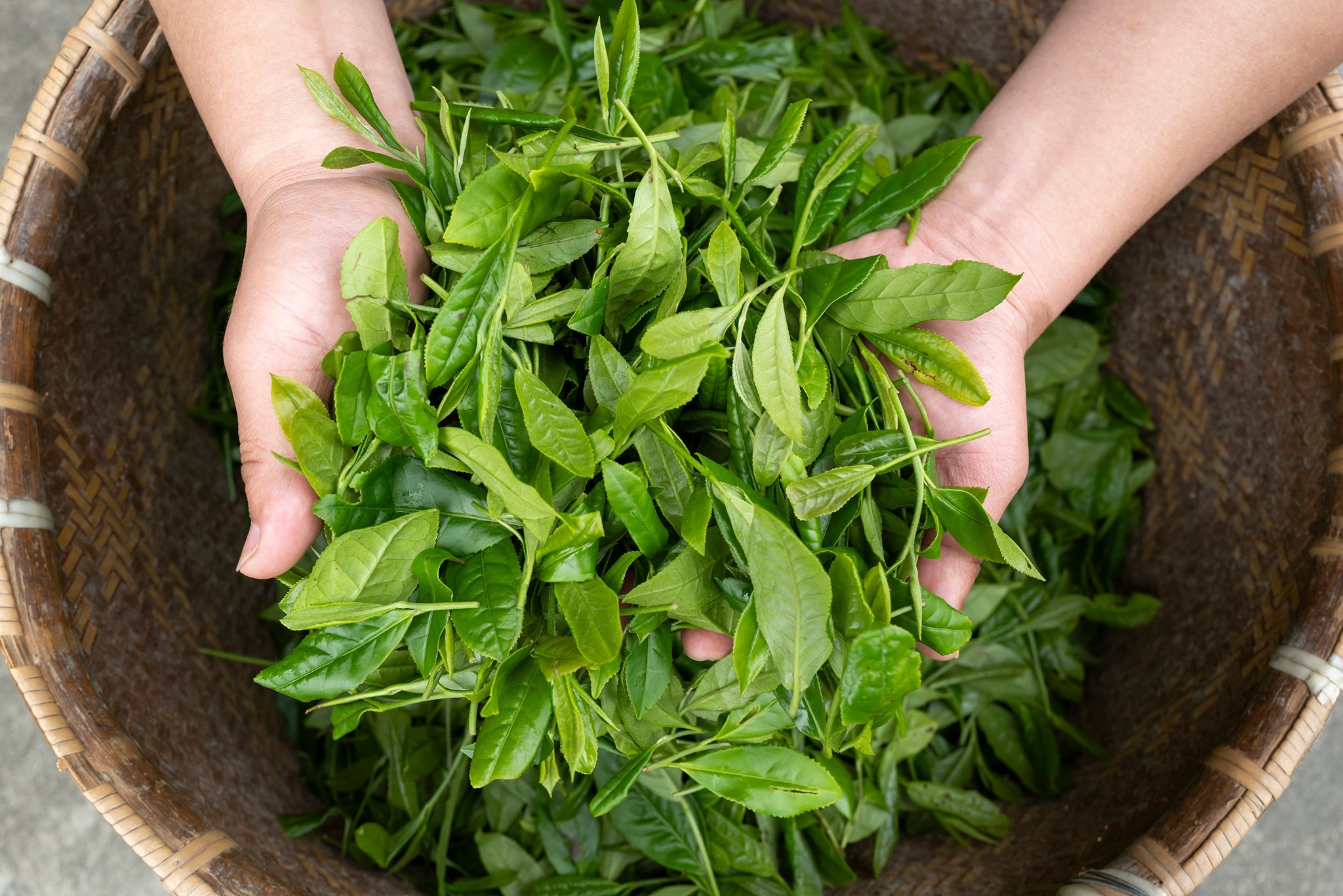 Chinese Milk Oolong Tea - Great Tea!