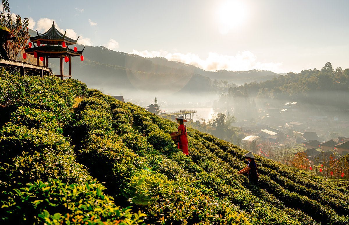 A Brief History of Tea and, the different teas an the tea trade.