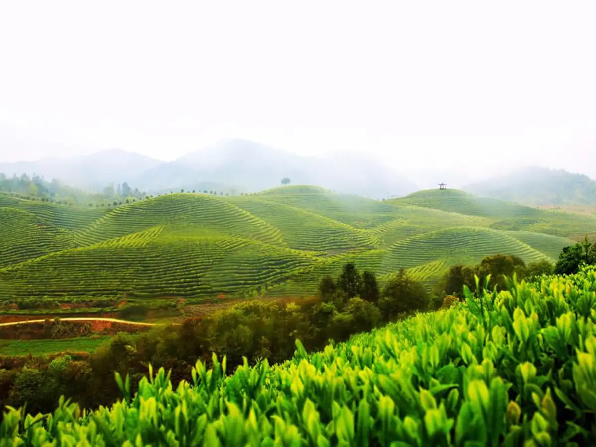 Anhui Province, China