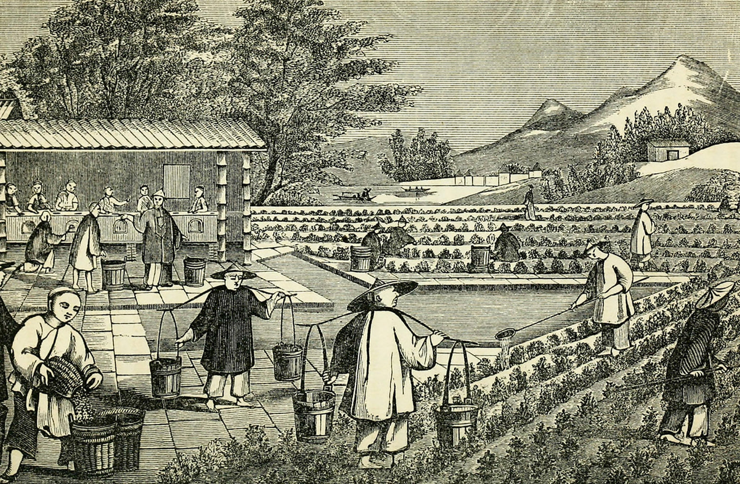 Espionage in the Tea Industry: A Secret War Over Leaves - Great Tea!