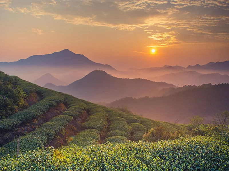 Yunnan Tea growing region