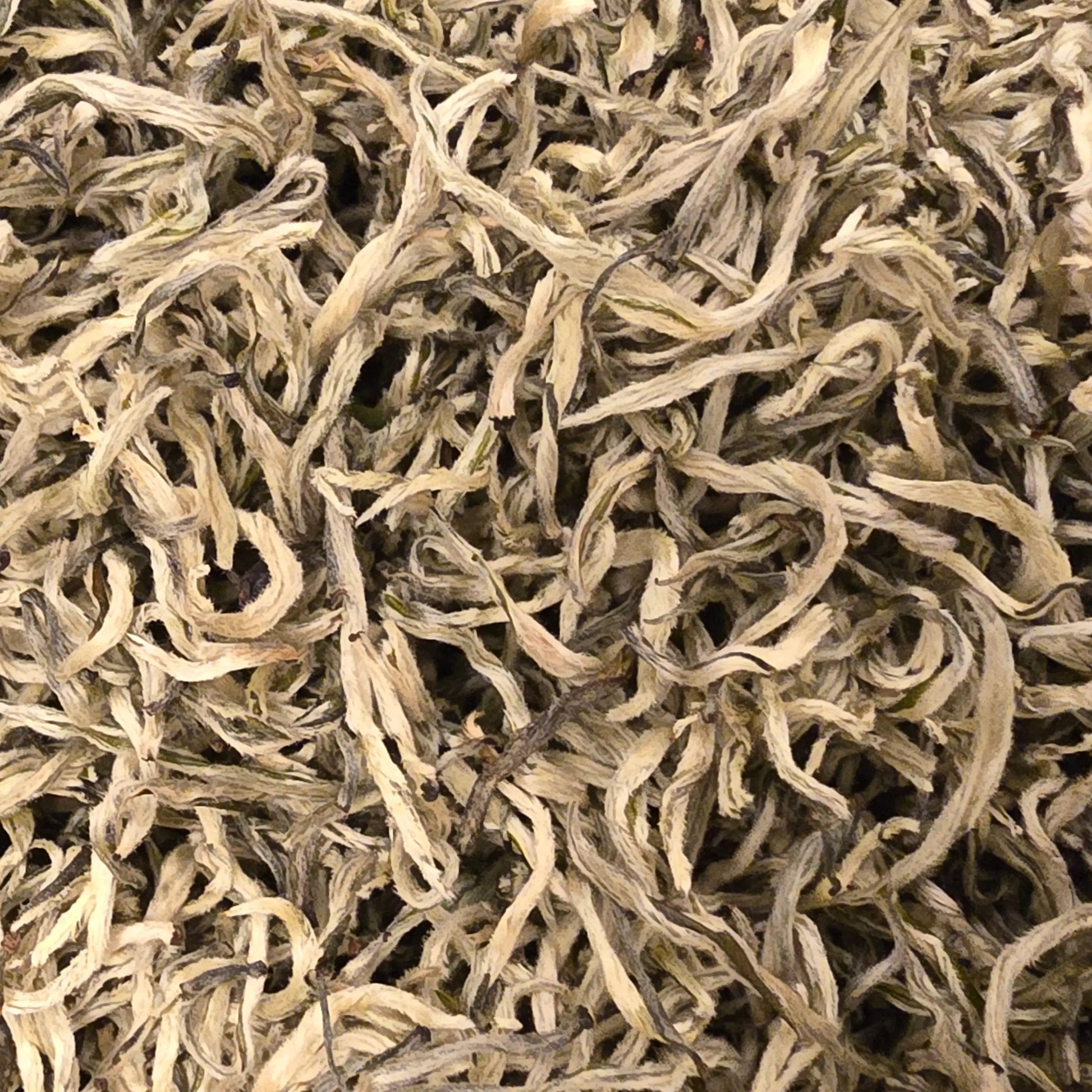 Premium Yunnan Pure Bud Pekoe “Silver Silk” Twisted Loose Green Tea - Great Tea!