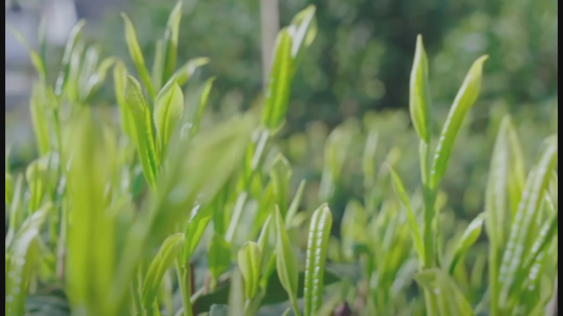 Load video: Taiping Houkui Green Tea