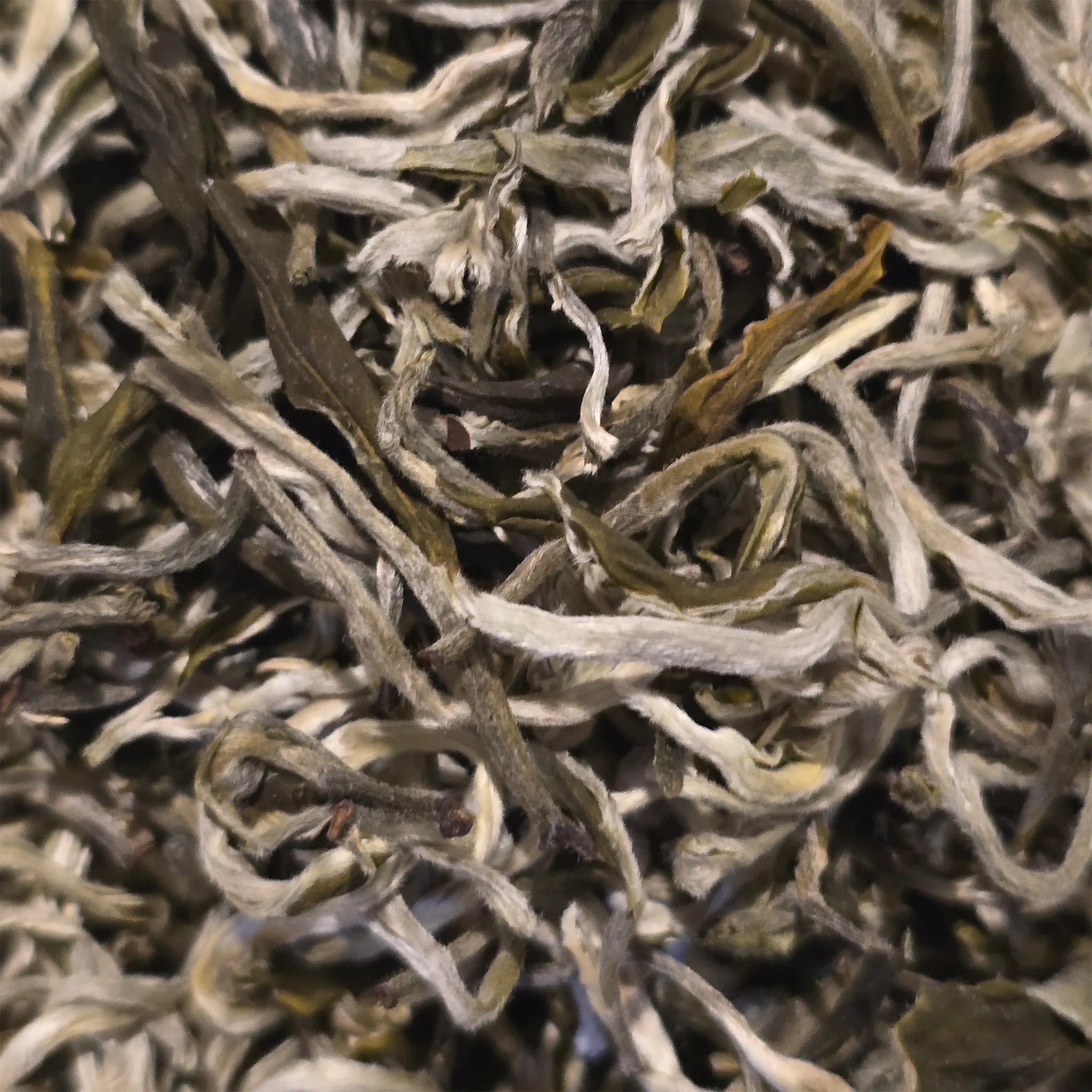 Yunnan Cui Ming Mao Feng Green Tea - Great Tea!